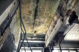 Why You Should Choose Our Mold Remediation Services in Perryville, MO